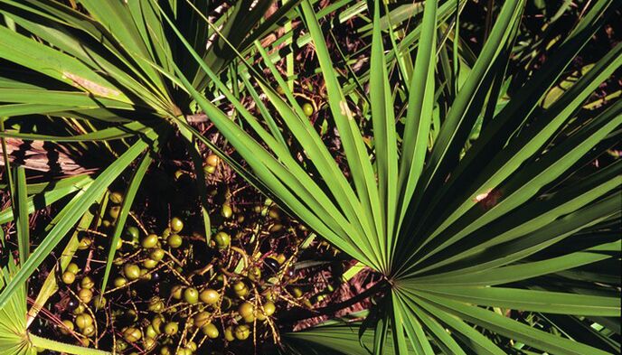 Ekstrakt sabal palme u RevitaProstu