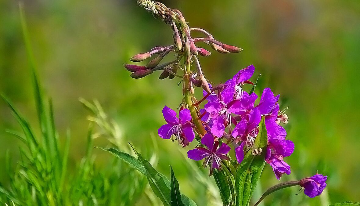 Fireweed u RevitaProstu